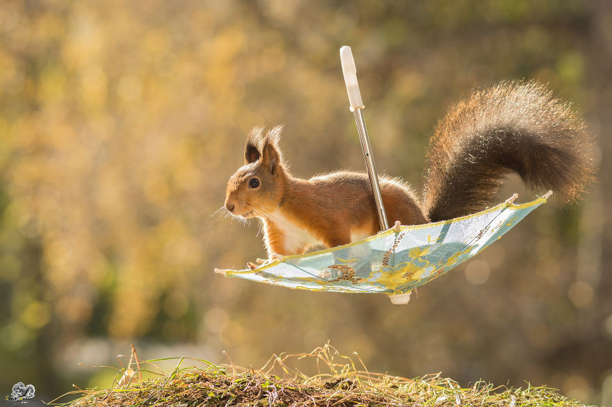 Frumoasa poveste cu veverite roscate, intr-un pictorial adorabil - Poza 1
