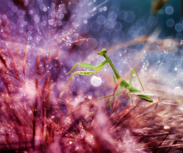 Lumea miraculoasa a insectelor, de Nordin Seruyan