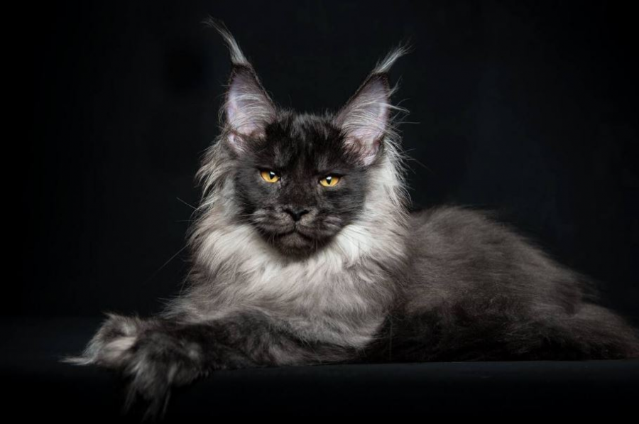 Cele mai frumoase rase de pisici din lume - Poza 14