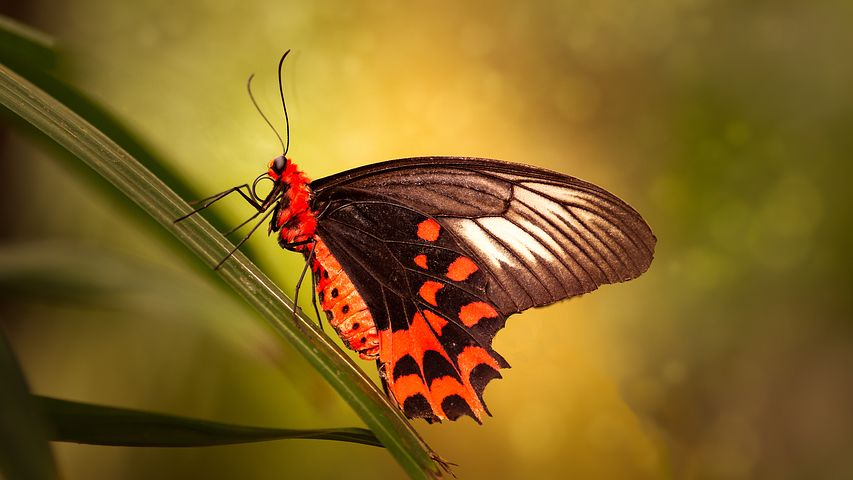 Cei mai frumosi fluturi din lume, in poze spectaculoase - Poza 8