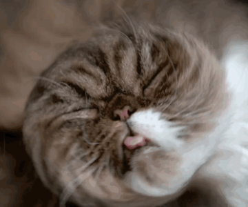 Imagini haioase cu pisici in miscare