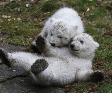 Doi ursuleti polari gemeni se bucura de viata