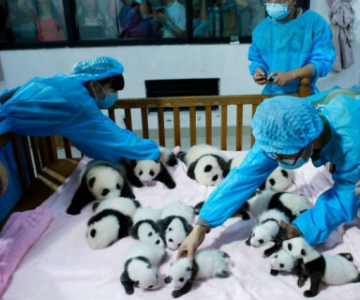 11 Poze cu cei mai simpatici ursi panda