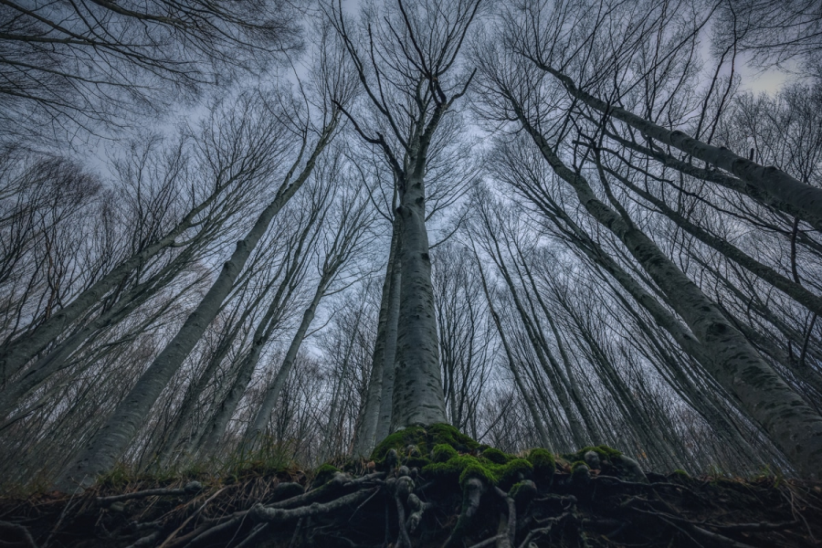 Splendoarea arborilor centenari, in urcusul lor spre cer - Poza 3