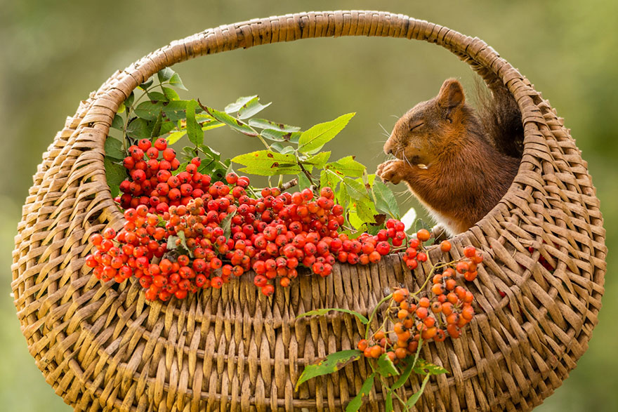 Frumoasa poveste cu veverite roscate, intr-un pictorial adorabil - Poza 6