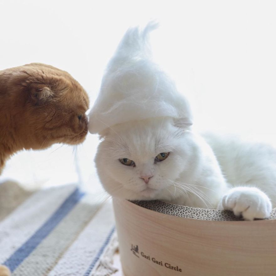 Cochete si haioase: Pisici cu palarii blanoase - Poza 10