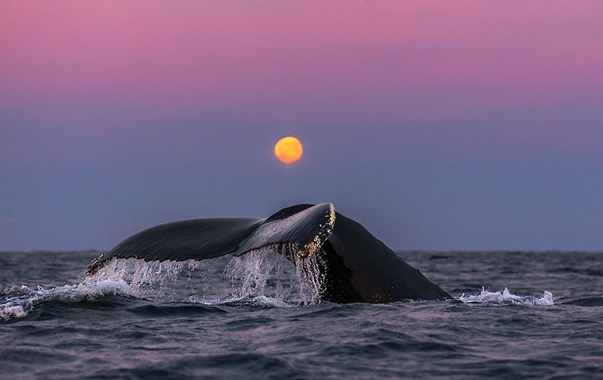 Balenele din Oceanul Inghetat, in poze superbe - Poza 9