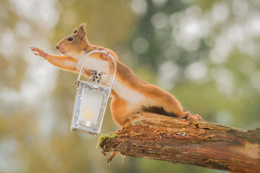 Frumoasa poveste cu veverite roscate, intr-un pictorial adorabil - Poza 10