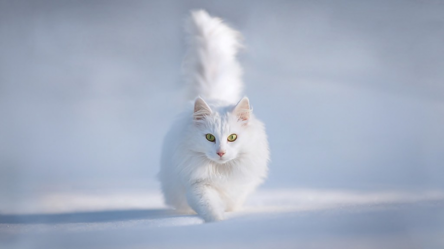 Cele mai frumoase rase de pisici din lume - Poza 12