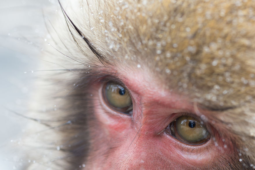 Expresiile impresionante ale maimutelor de zapada - Poza 13