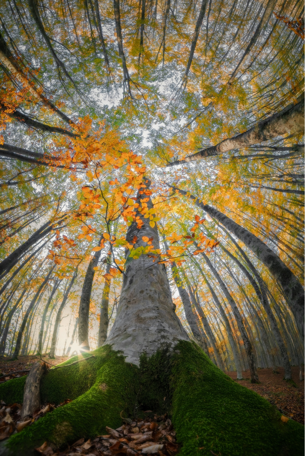 Splendoarea arborilor centenari, in urcusul lor spre cer - Poza 6