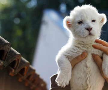 Puiut de leu alb, fotografiat la doar 8 zile