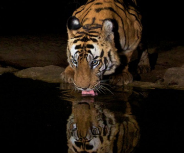 Povestea tigrilor, spusa in imagini de Steve Winter