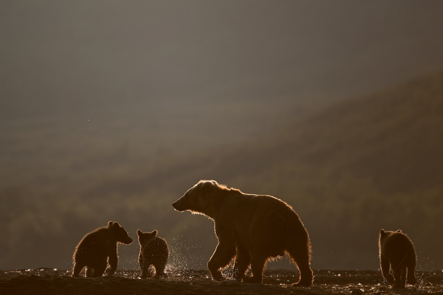Ursul brun din Kamchatka, intr-un pictorial de exceptie - Poza 23