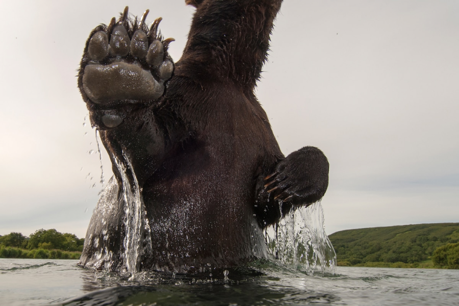 Ursul brun din Kamchatka, intr-un pictorial de exceptie - Poza 10