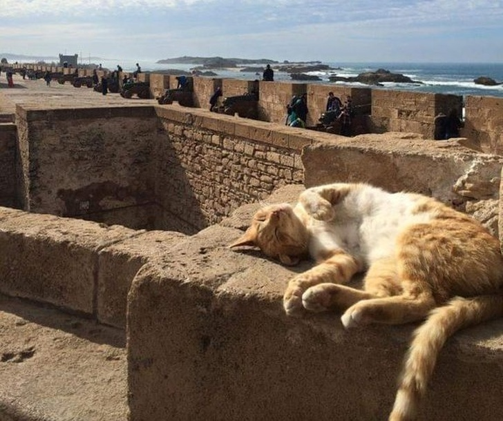 20+ Pisici adorabile si somnul lor nefiresc - Poza 24