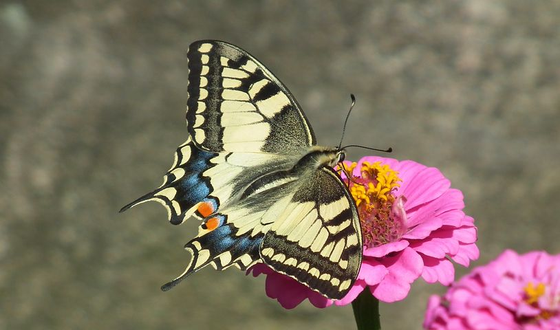 Cei mai frumosi fluturi din lume, in poze spectaculoase - Poza 5