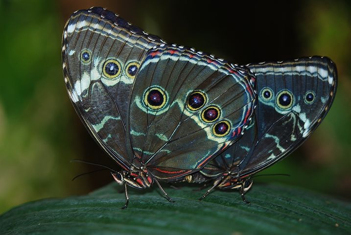 Cei mai frumosi fluturi din lume, in poze spectaculoase - Poza 24