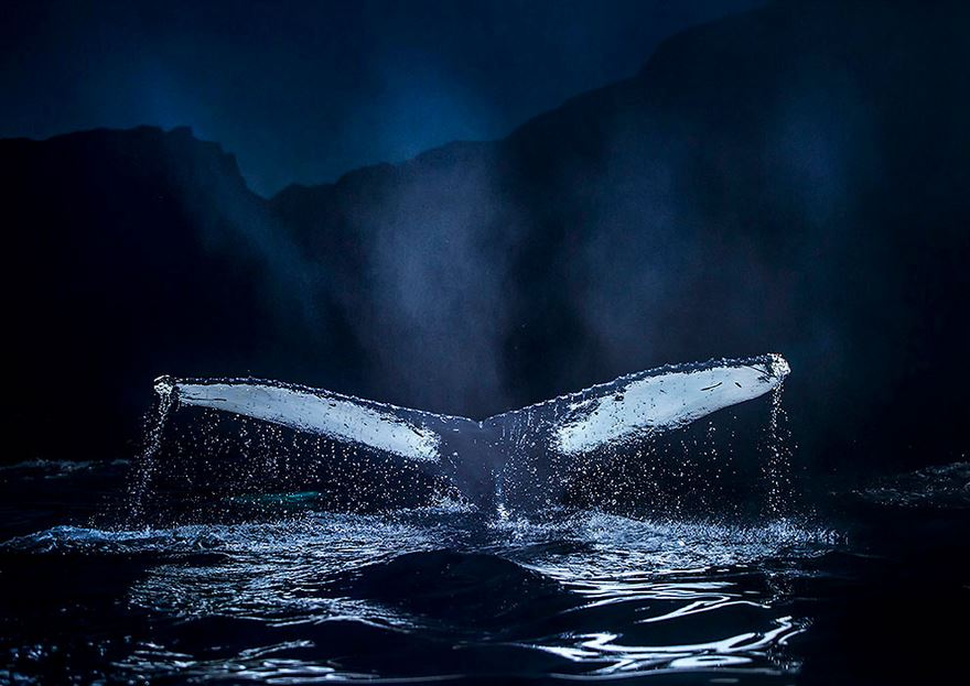 Balenele din Oceanul Inghetat, in poze superbe - Poza 10