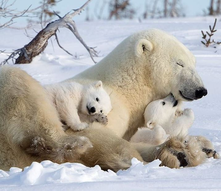 Cele mai simpatice animalute de la Polul Nord, in poze adorabile - Poza 15