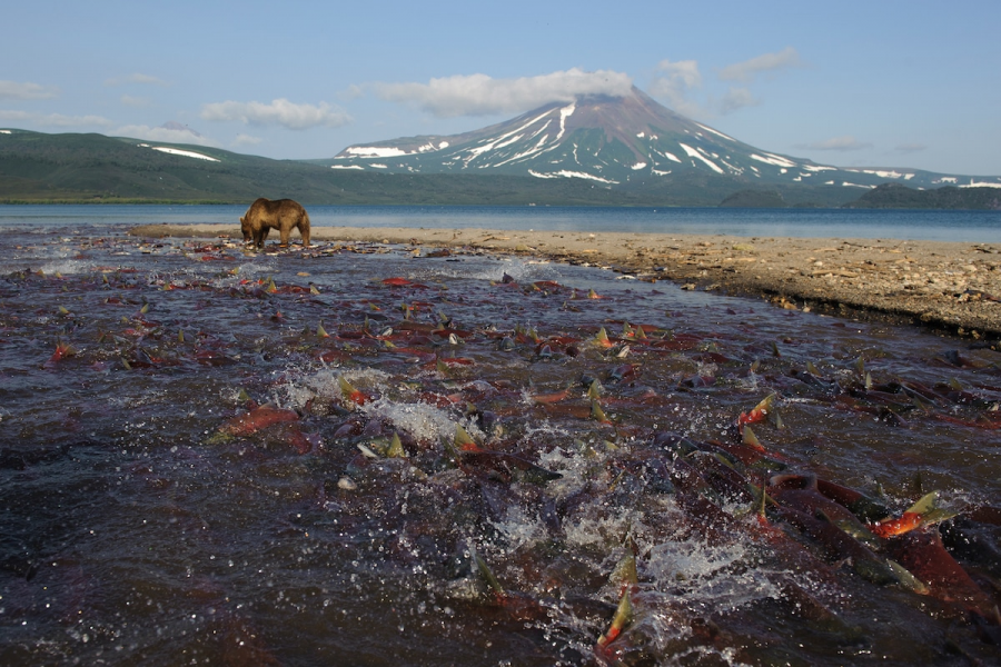 Ursul brun din Kamchatka, intr-un pictorial de exceptie - Poza 15