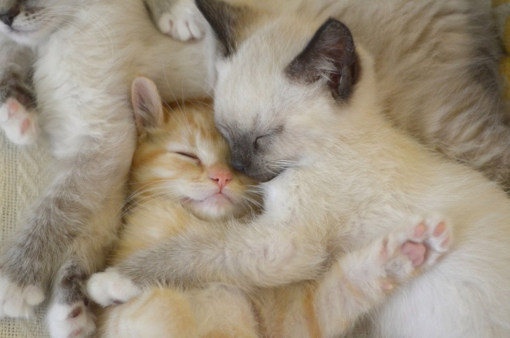 20+ Pisici adorabile si somnul lor nefiresc - Poza 15