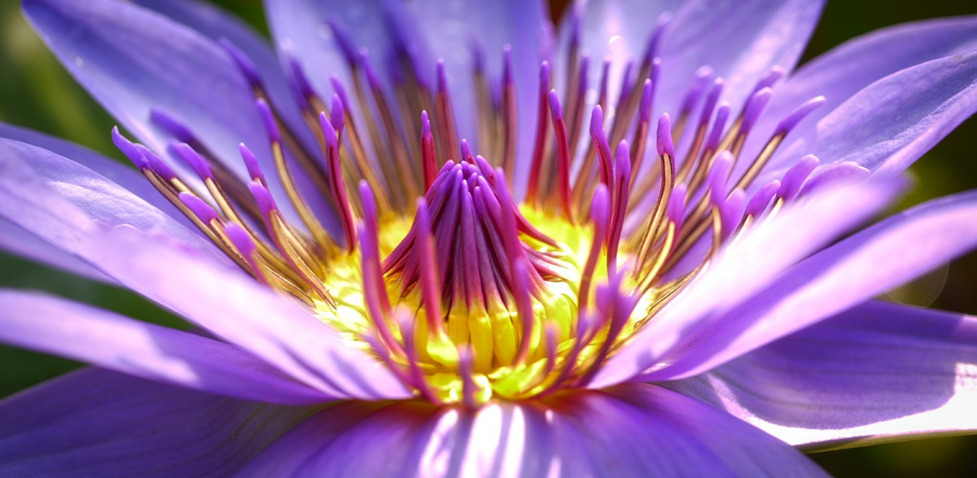 Cele mai frumoase flori din lume, intr-un pictorial de exceptie - Poza 6