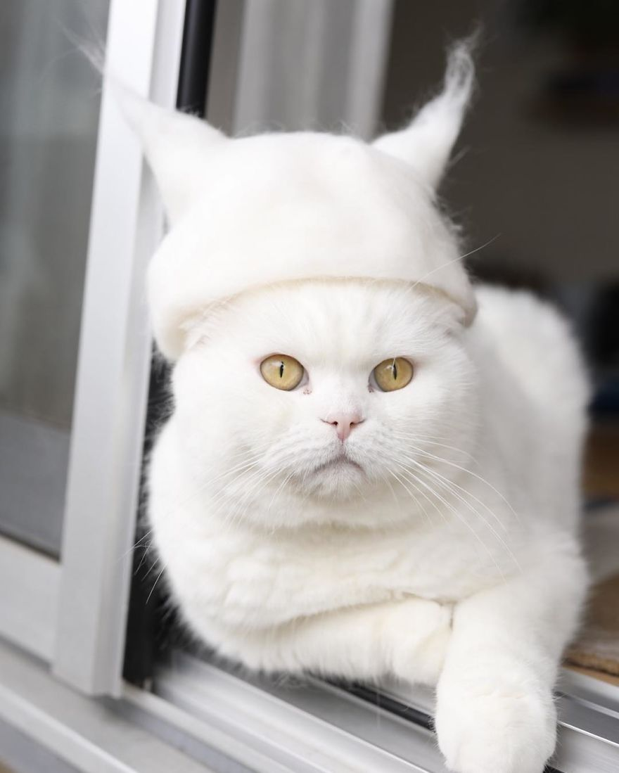 Cochete si haioase: Pisici cu palarii blanoase - Poza 3