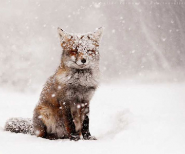 19 animale care se bucura de iarna!