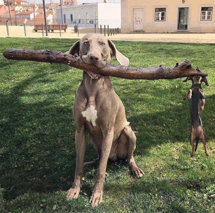 Ipostaze Amuzante Ale Celor Mai Haiosi Caini