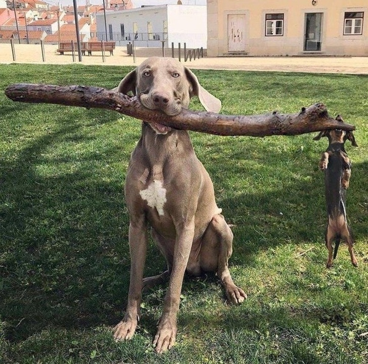 Ipostaze amuzante ale celor mai haiosi caini - Poza 1