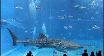 Kuroshio Sea