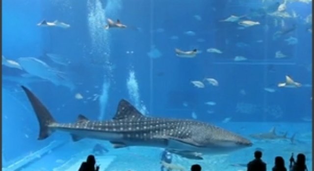 Kuroshio Sea