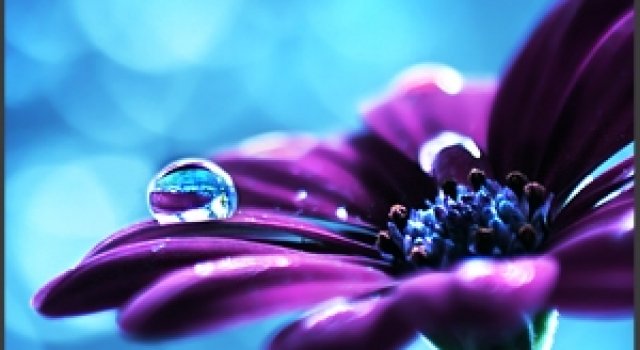 Magia lucrurilor mici: 25 de poze macro