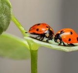 30 de poze cu... insecte!