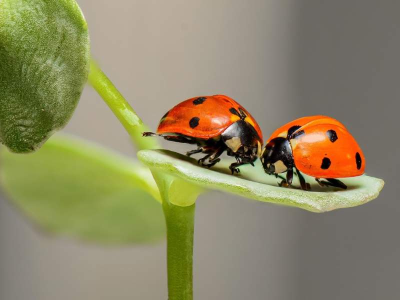 30 De Poze Cu Insecte