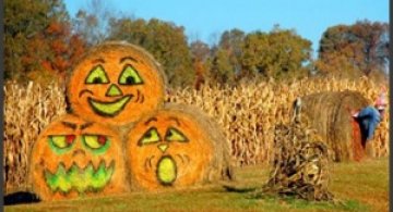 Cand fermierii se plictisesc...