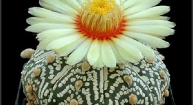 Flori de...cactus!