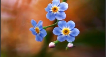 Joakim Kraemer: 30 de poze macro