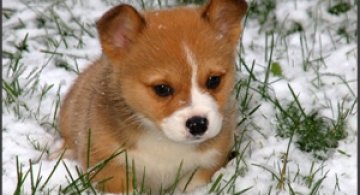 33+1 poze: Animale adorabile prin zapada