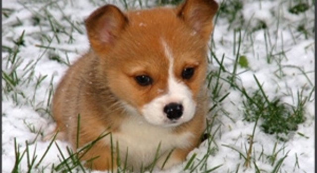 33+1 poze: Animale adorabile prin zapada