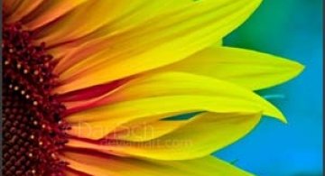 30 de wallpapere superbe cu flori