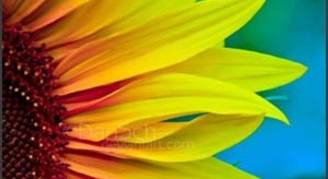 30 de wallpapere superbe cu flori
