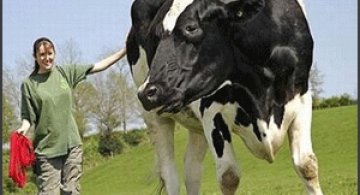 Animale imense