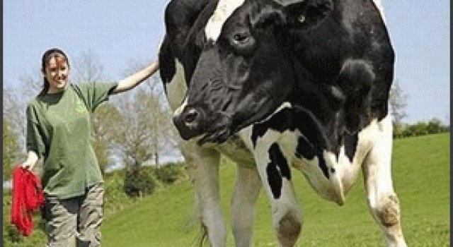 Animale imense
