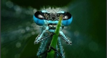 Miroslaw Swietek - o alta viziune asupra macrofotografiei