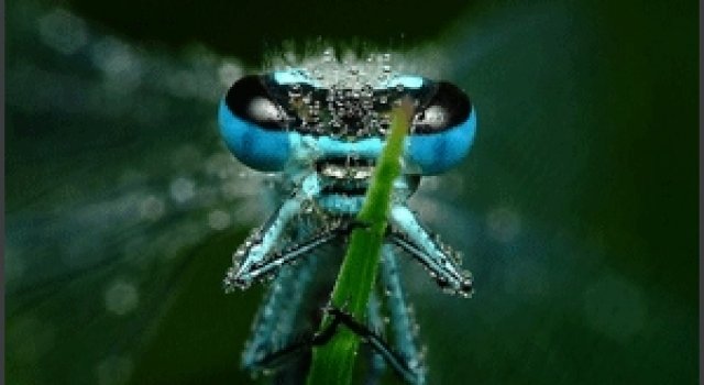 Miroslaw Swietek - o alta viziune asupra macrofotografiei