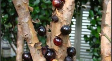 Pomul cu fructe pe trunchi - Jabuticaba