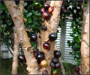 Pomul cu fructe pe trunchi - Jabuticaba