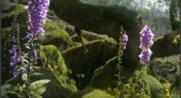 Plante cu caracter
